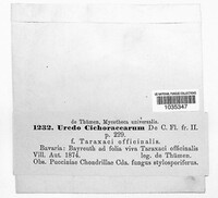 Uredo cichoracearum image